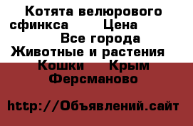 Котята велюрового сфинкса. .. › Цена ­ 15 000 - Все города Животные и растения » Кошки   . Крым,Ферсманово